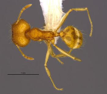 Media type: image;   Entomology 36168 Aspect: habitus dorsal view